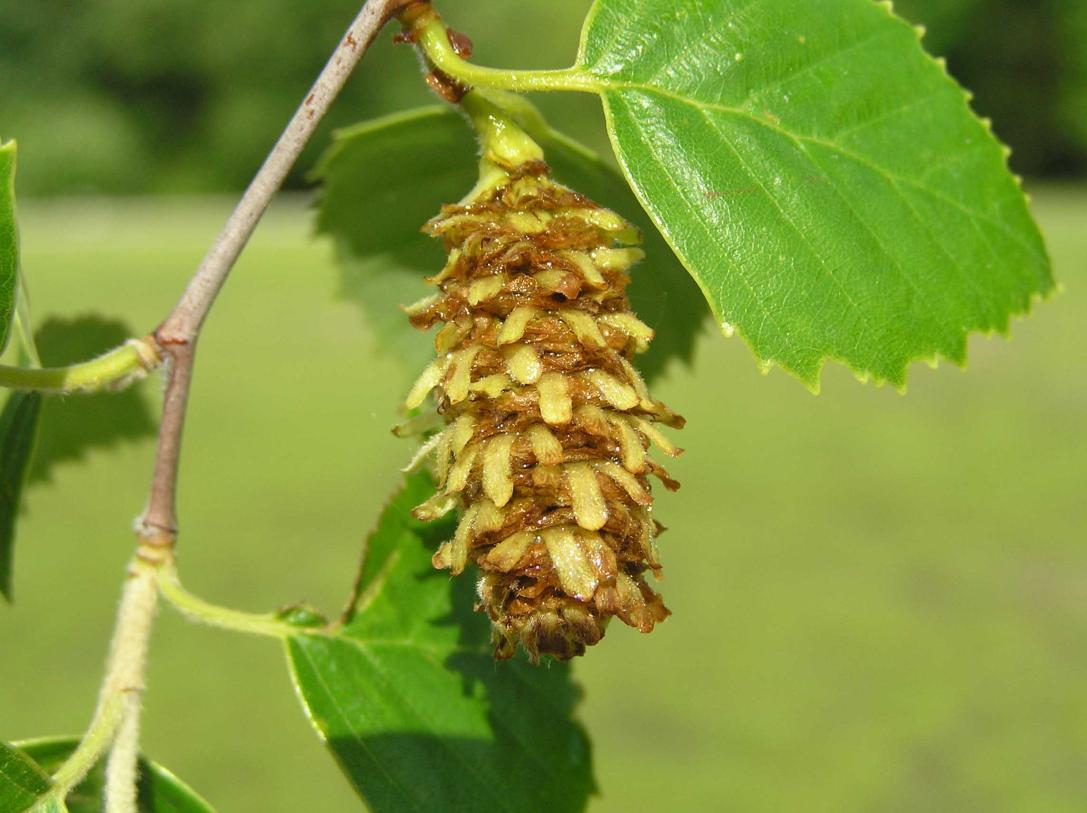 Tree fruit