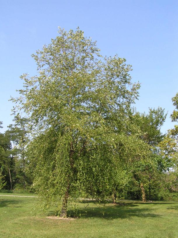Tree habit