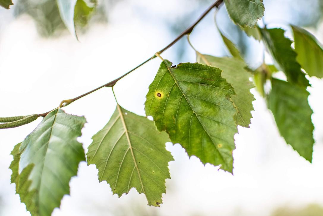 Tree leaves