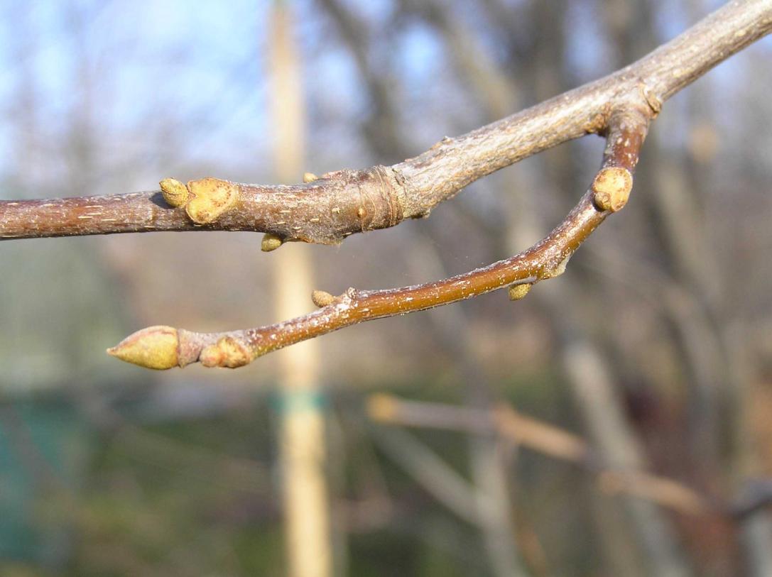 Tree branch