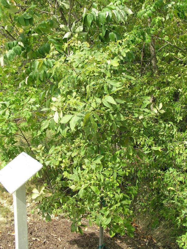 Tree habit