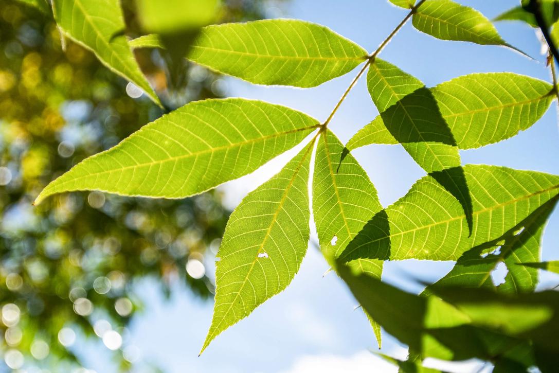 Tree leaves