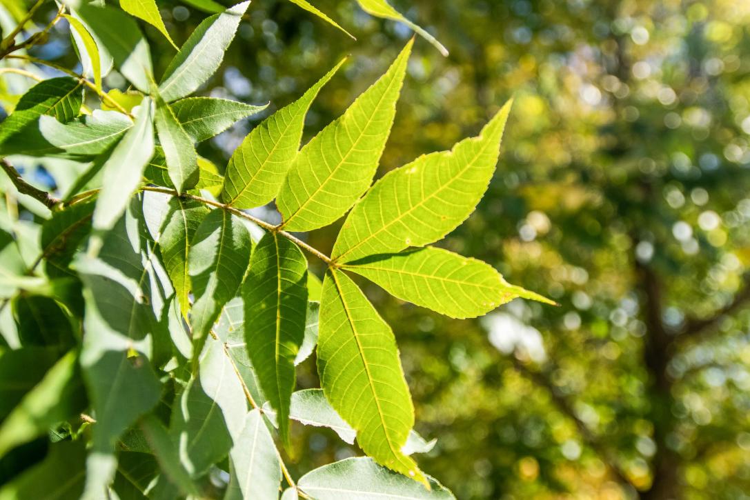 Tree leaves