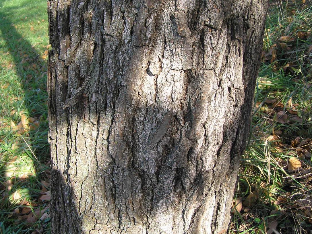 Tree bark
