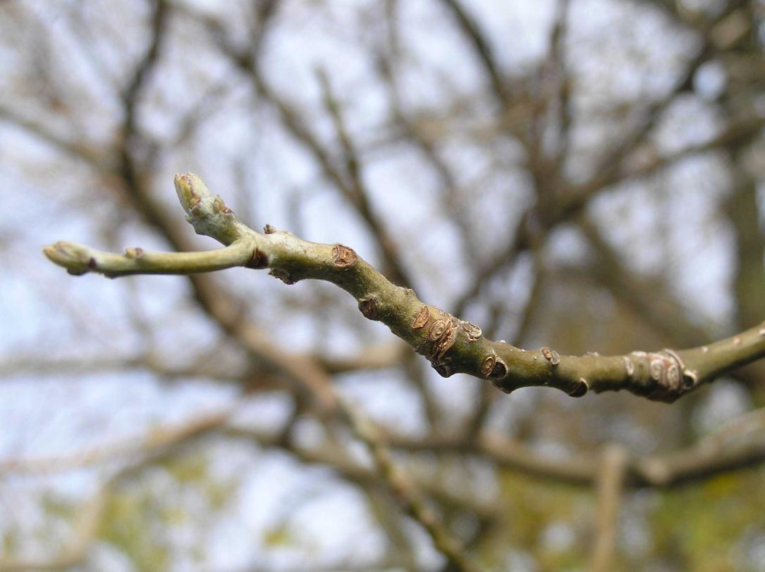 Tree branch