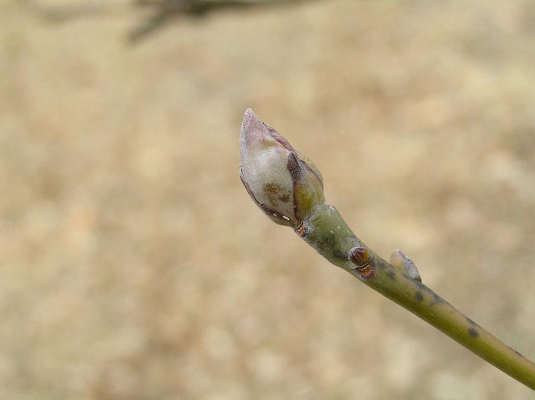 Tree bud