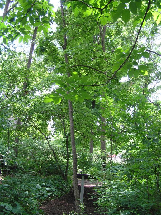 Tree habit