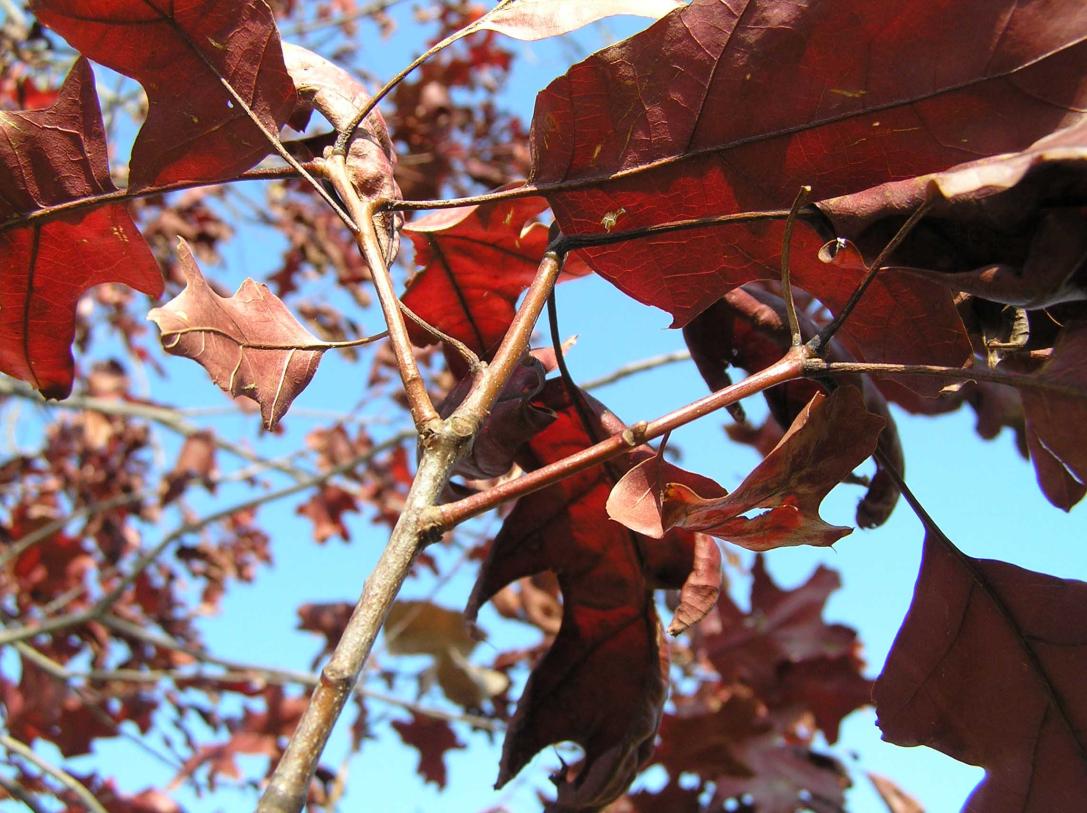 Tree branch