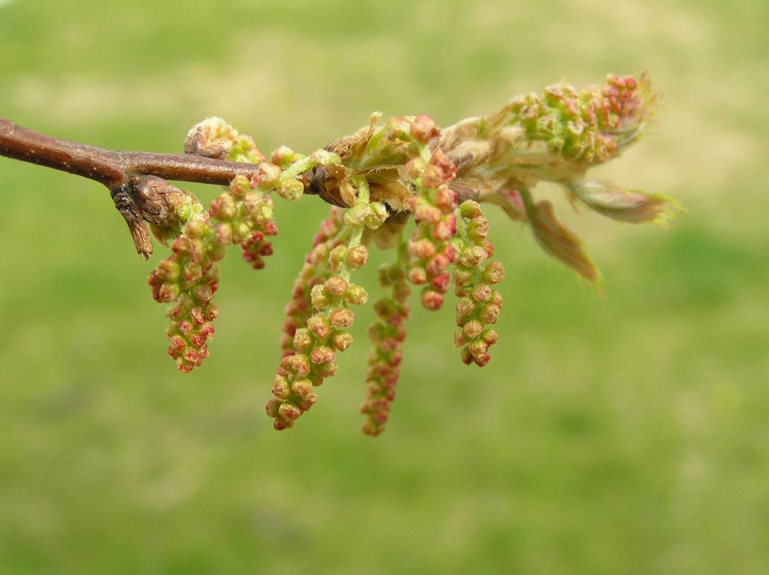 Tree flower