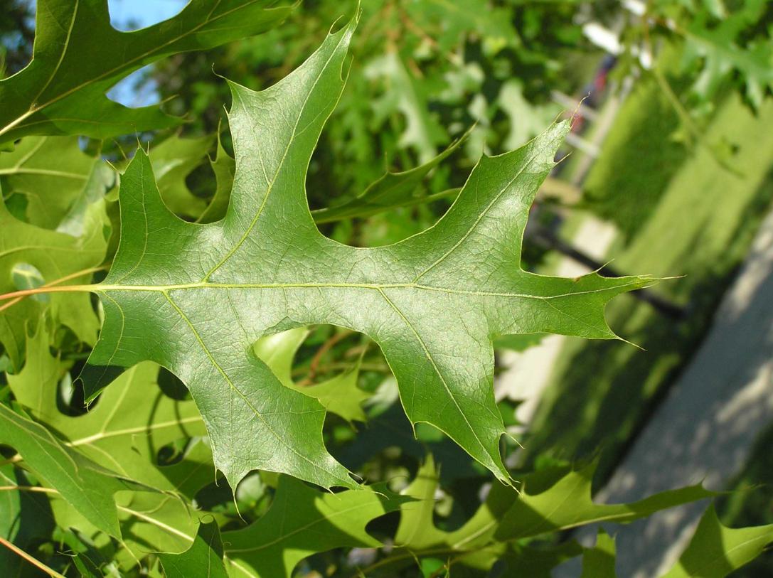 Tree leaves