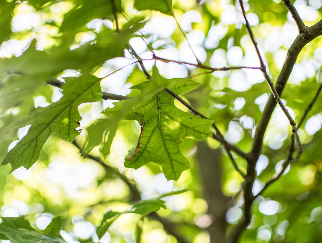 Tree leaves