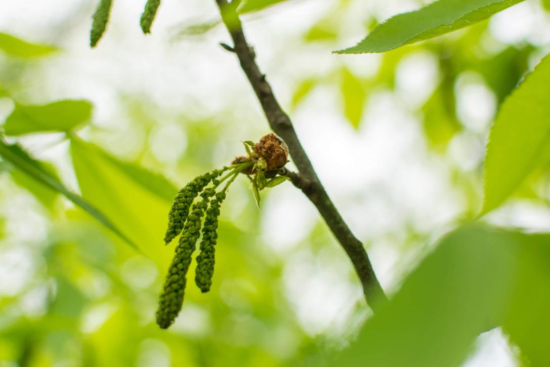 Tree bud