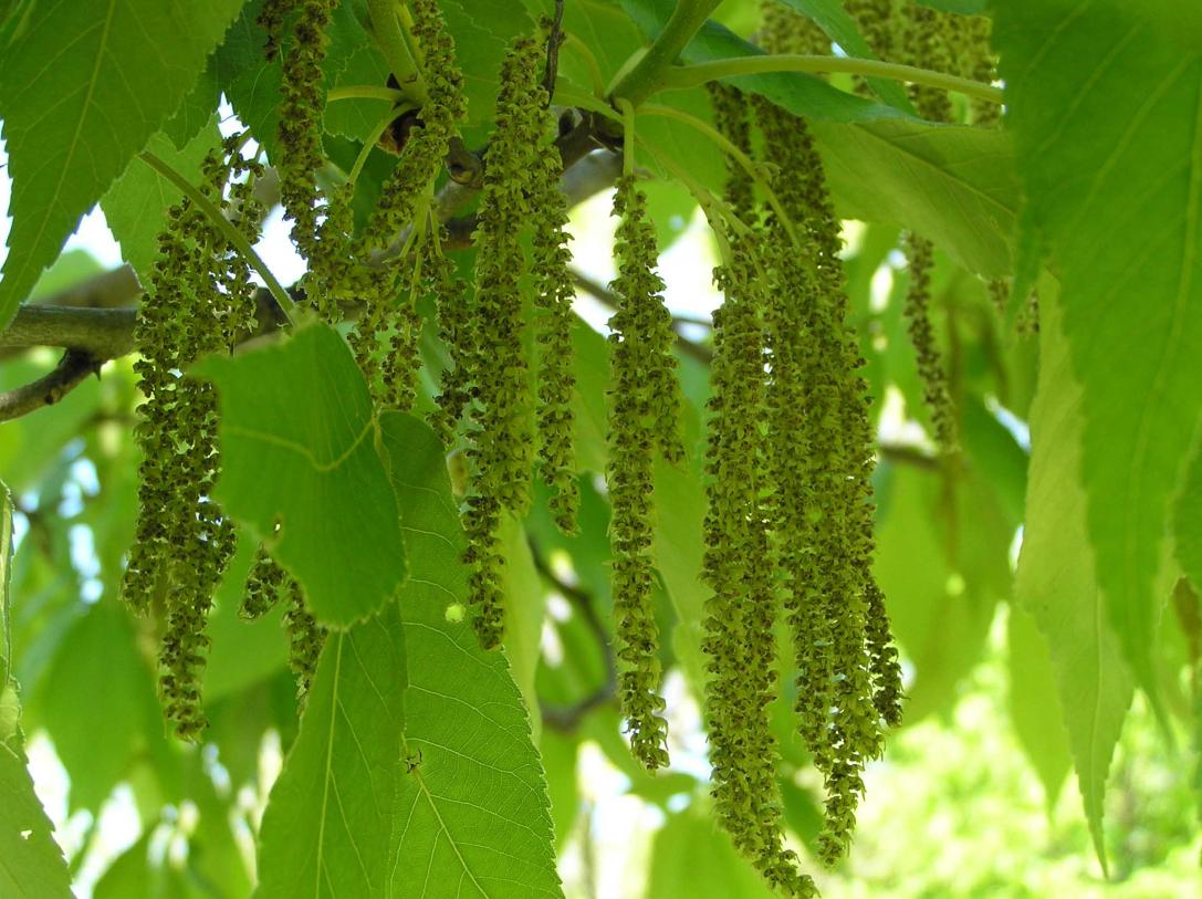 Tree flower