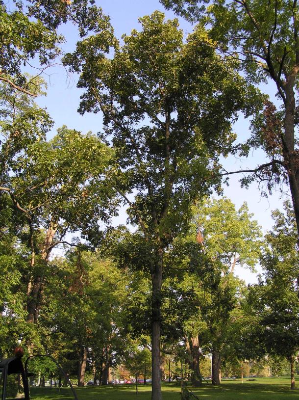 Tree habitat