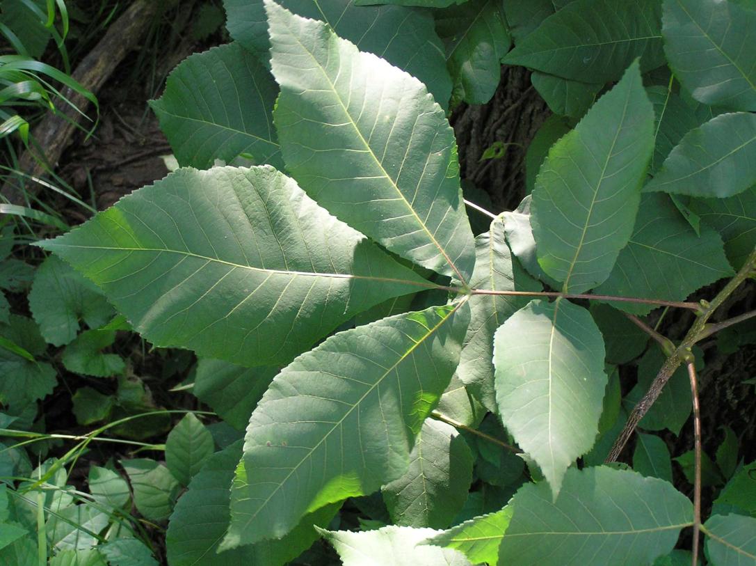 Tree leaves