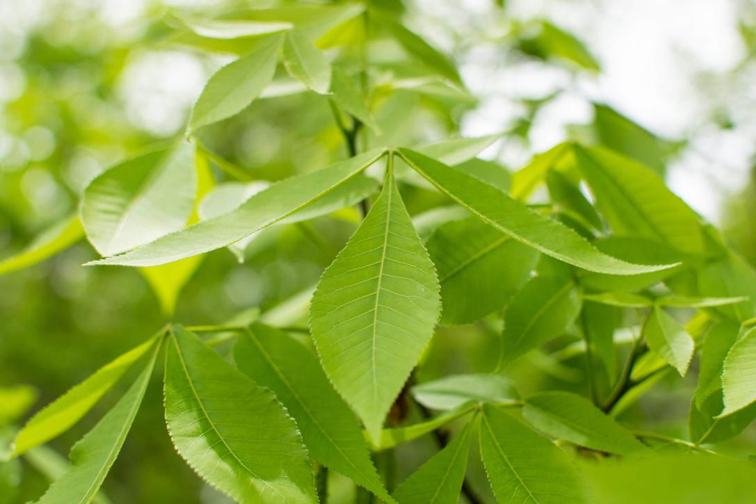 Tree leaves