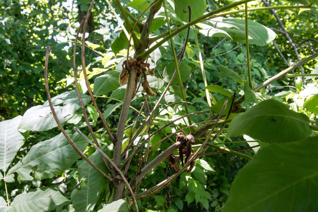 Tree branch