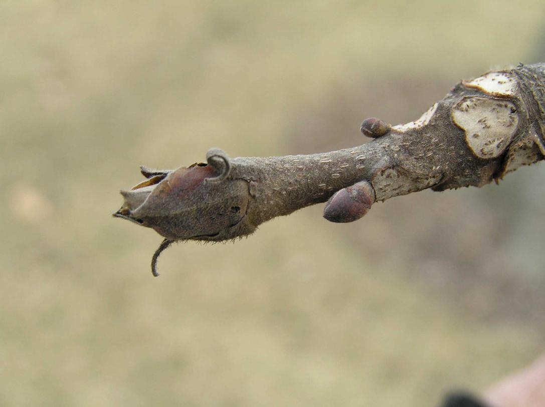 Tree bud