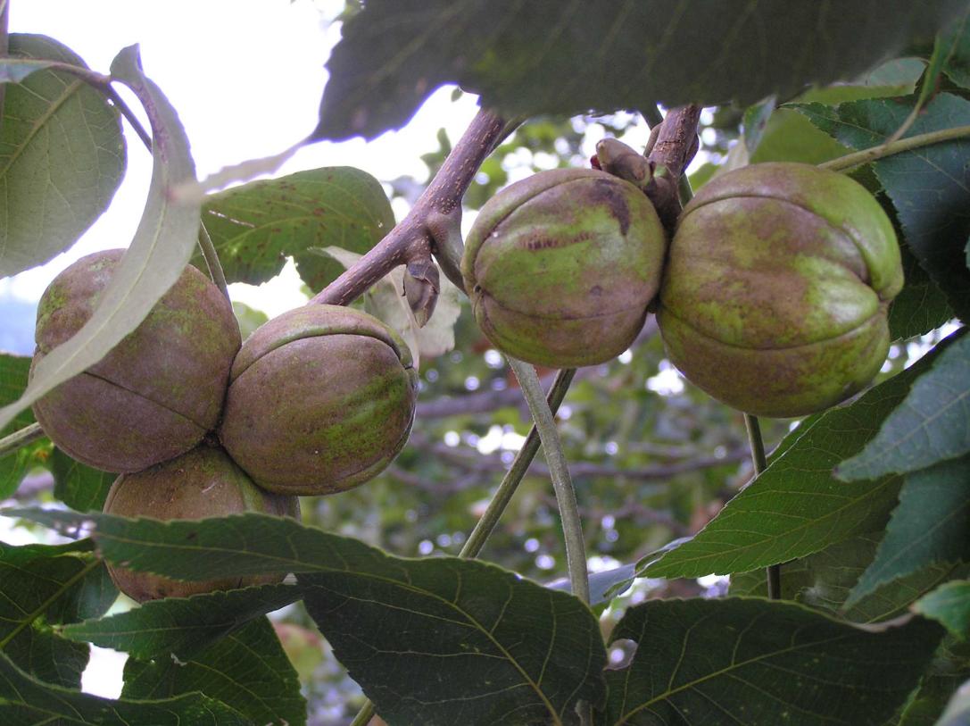 Tree fruit