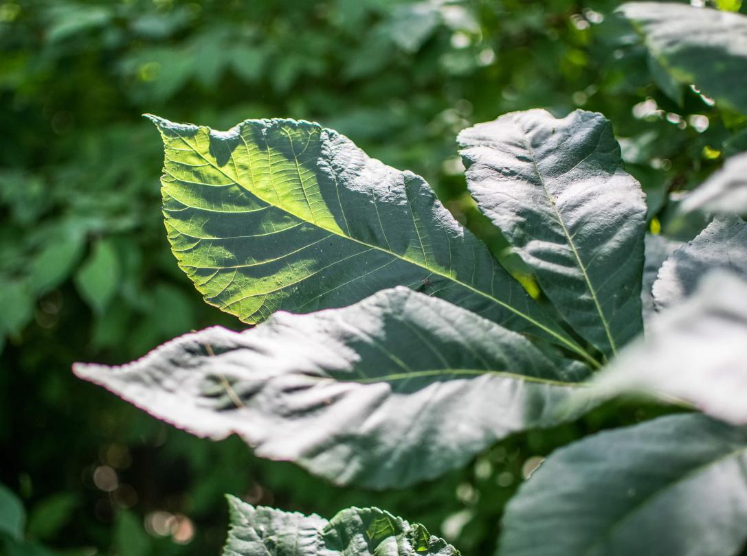 Tree leaves