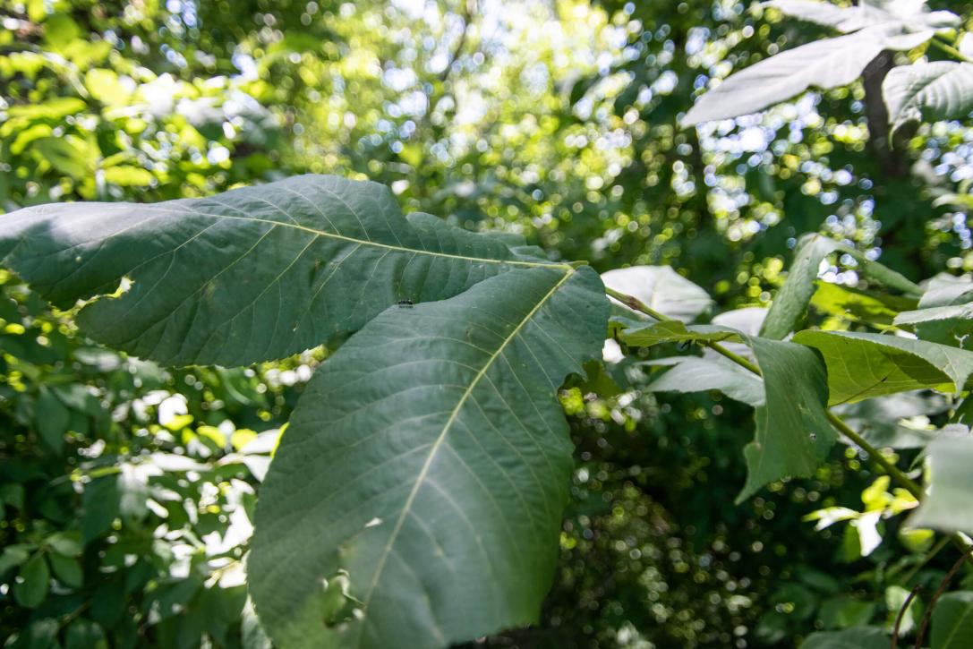 Tree leaves