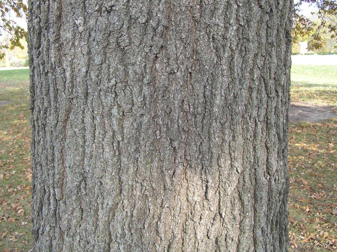 Tree bark