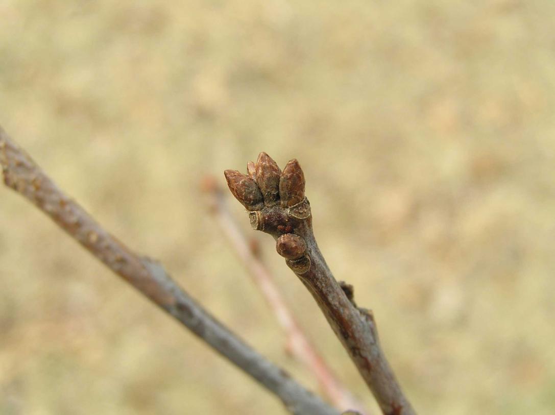 Tree bud