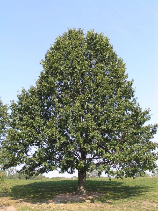 Tree habit