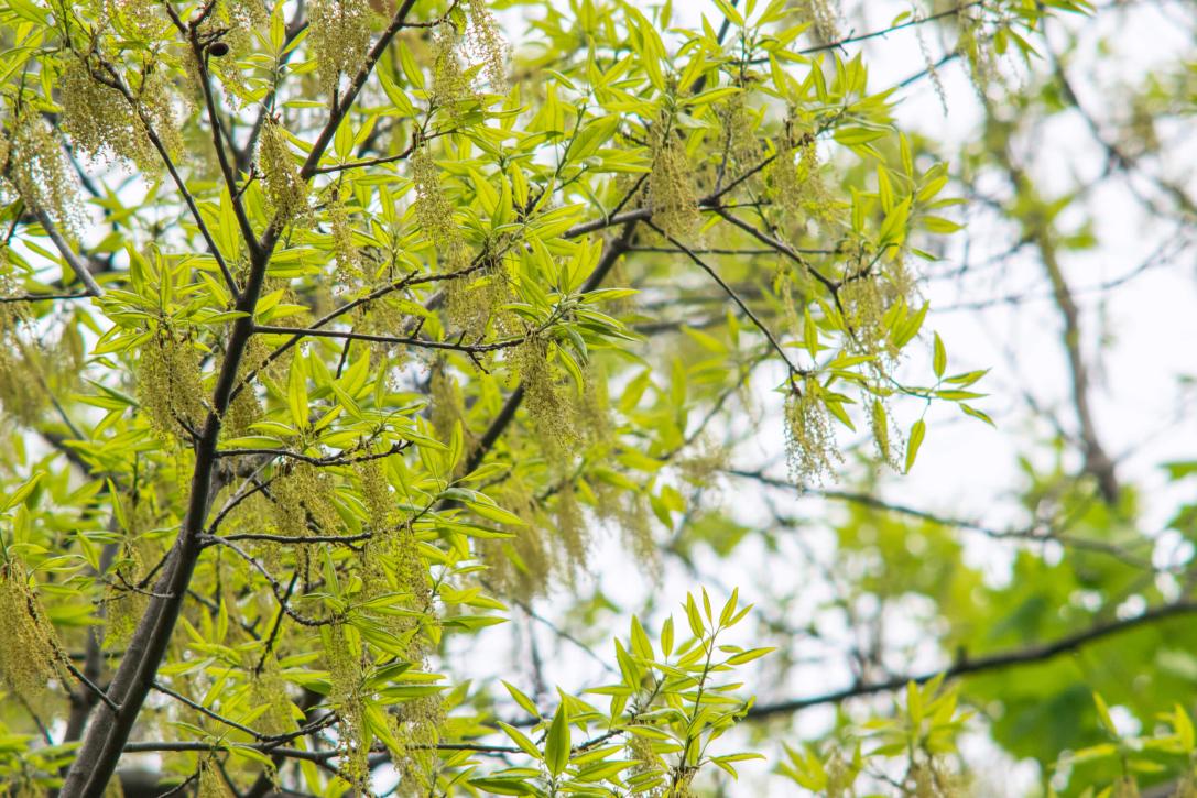Tree leaves