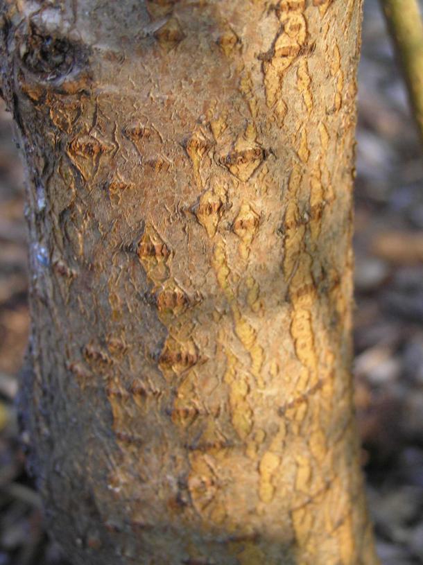 Tree bark