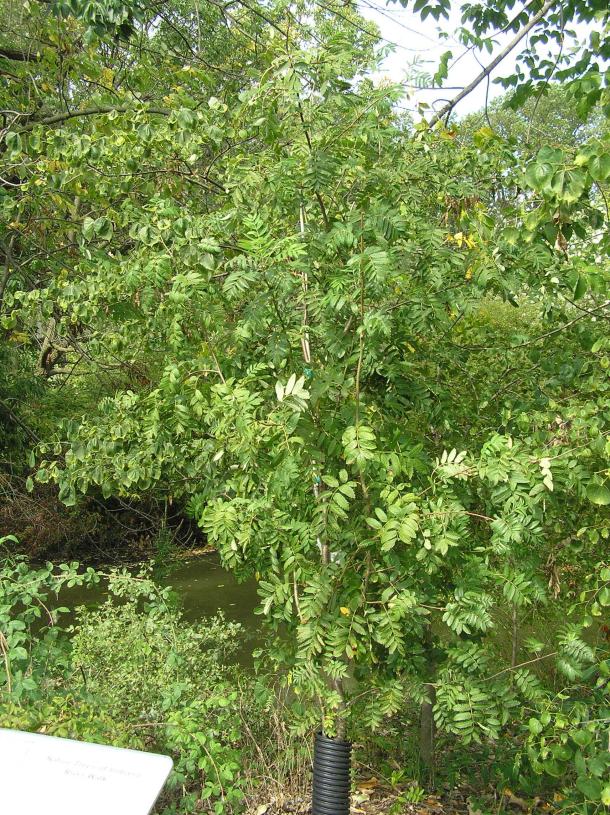 Tree habit