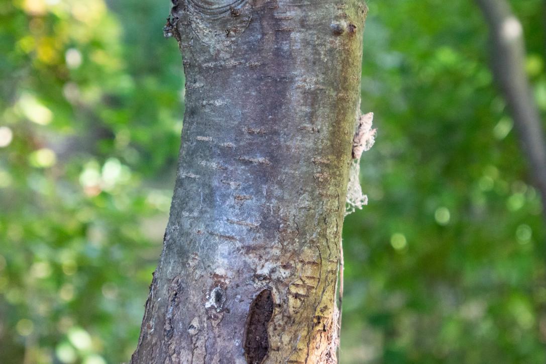 Tree leaves