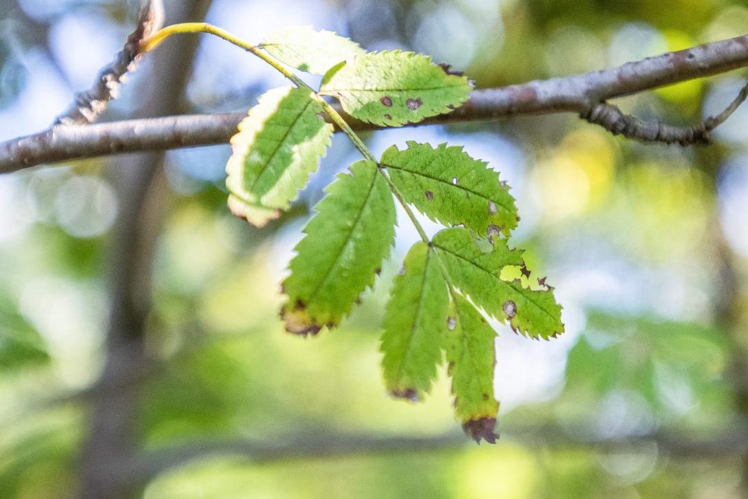 Tree leaves
