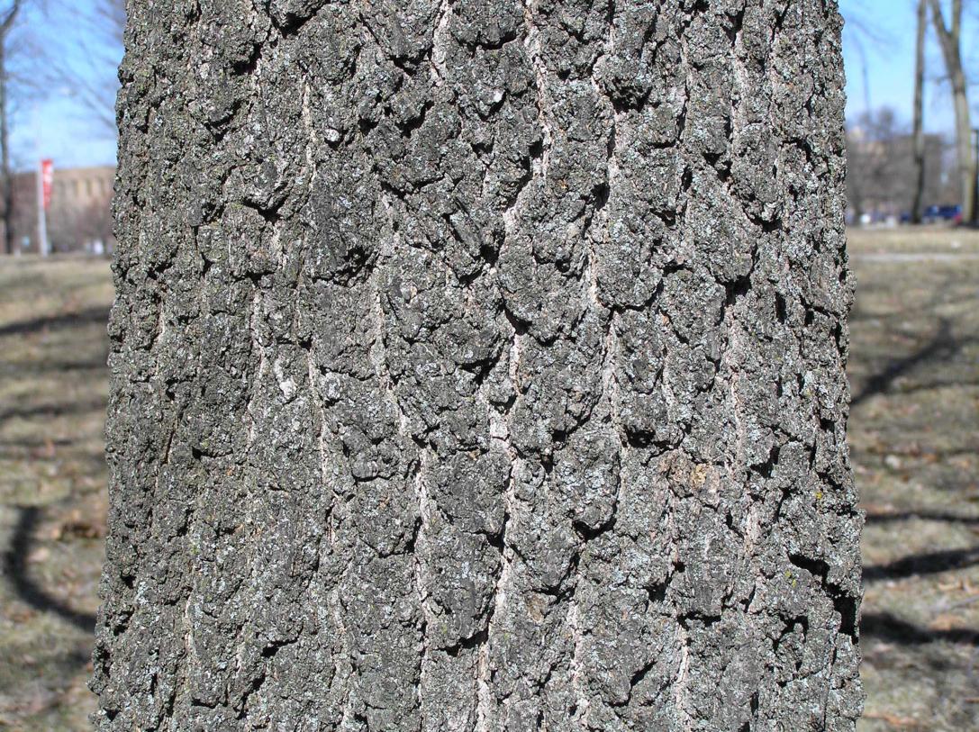 Tree bark