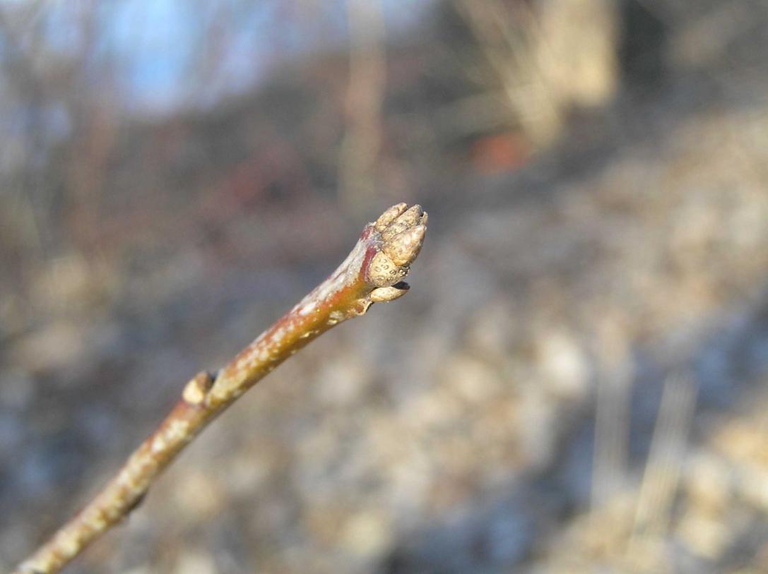 Tree bud