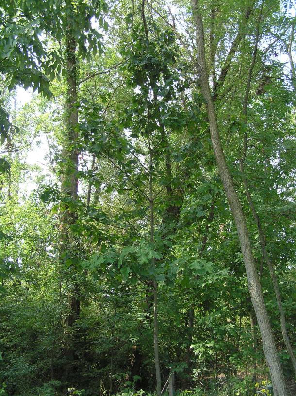 Tree habit