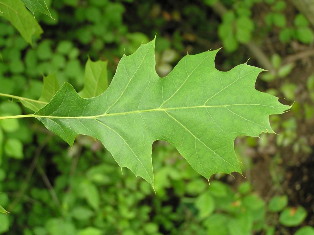 Tree leaves