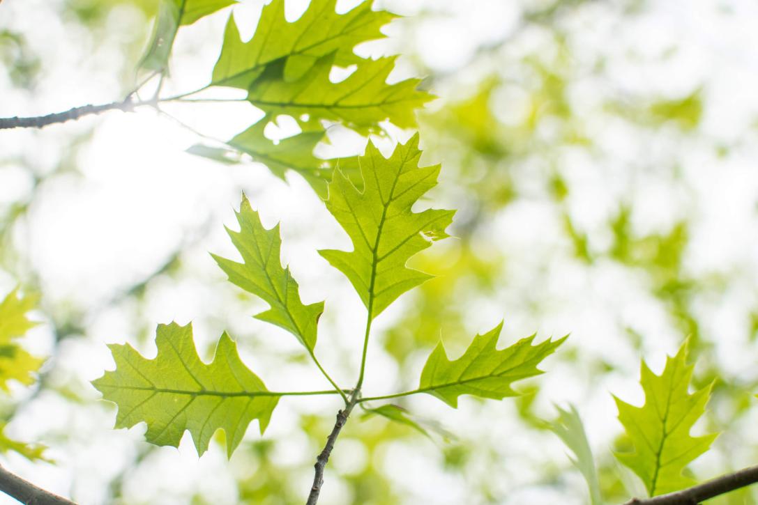 Tree leaves