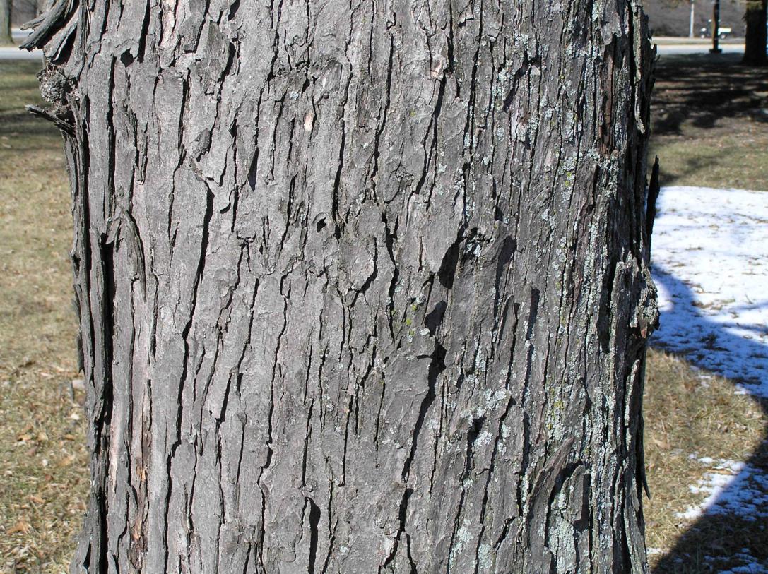 Tree bark