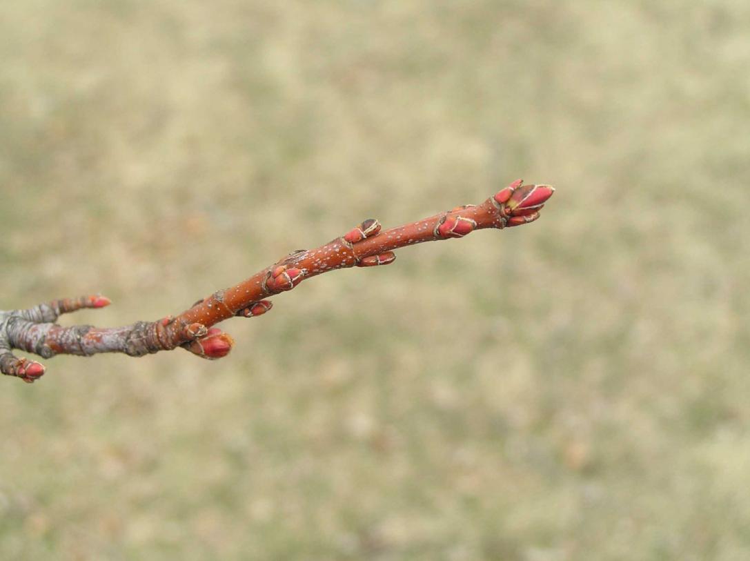 Tree bud