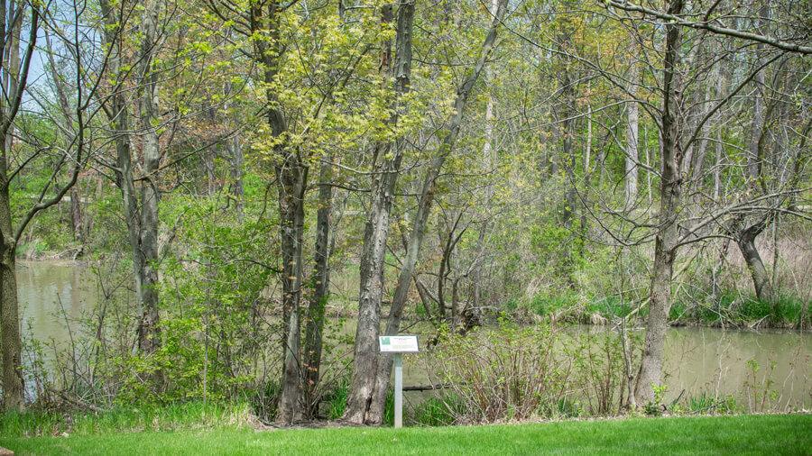 Tree habit