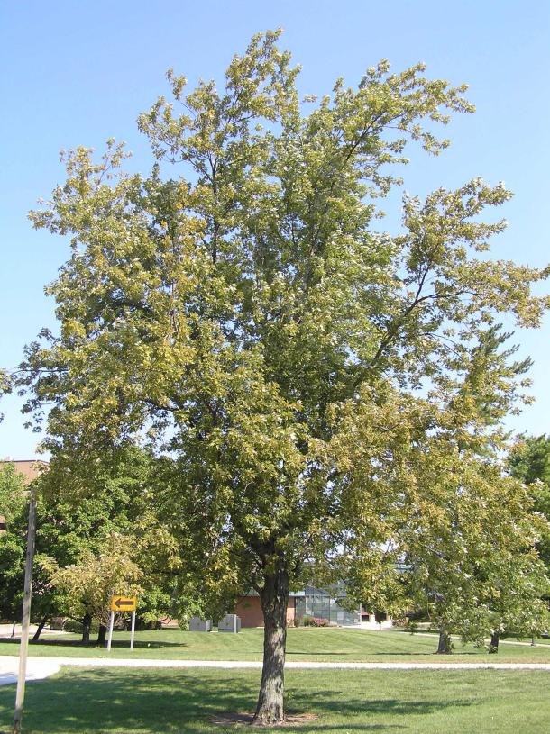 Tree habit