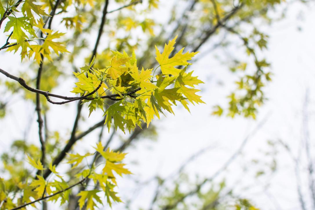 Tree leaves in spring