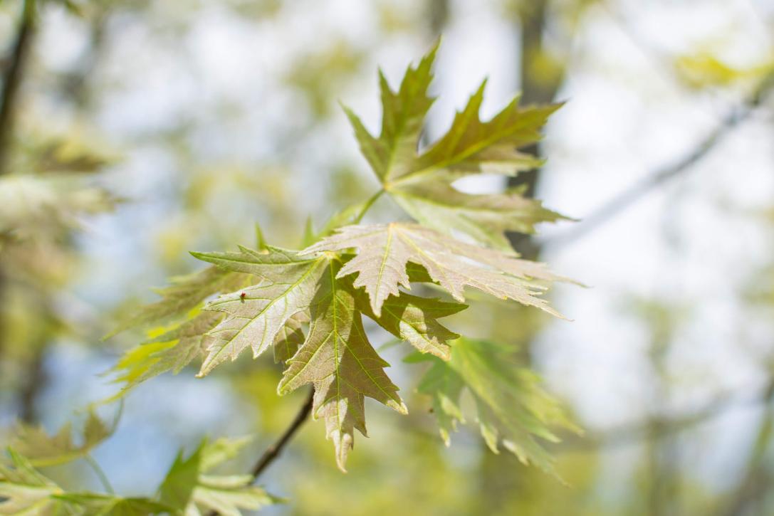 Tree leaves in spring