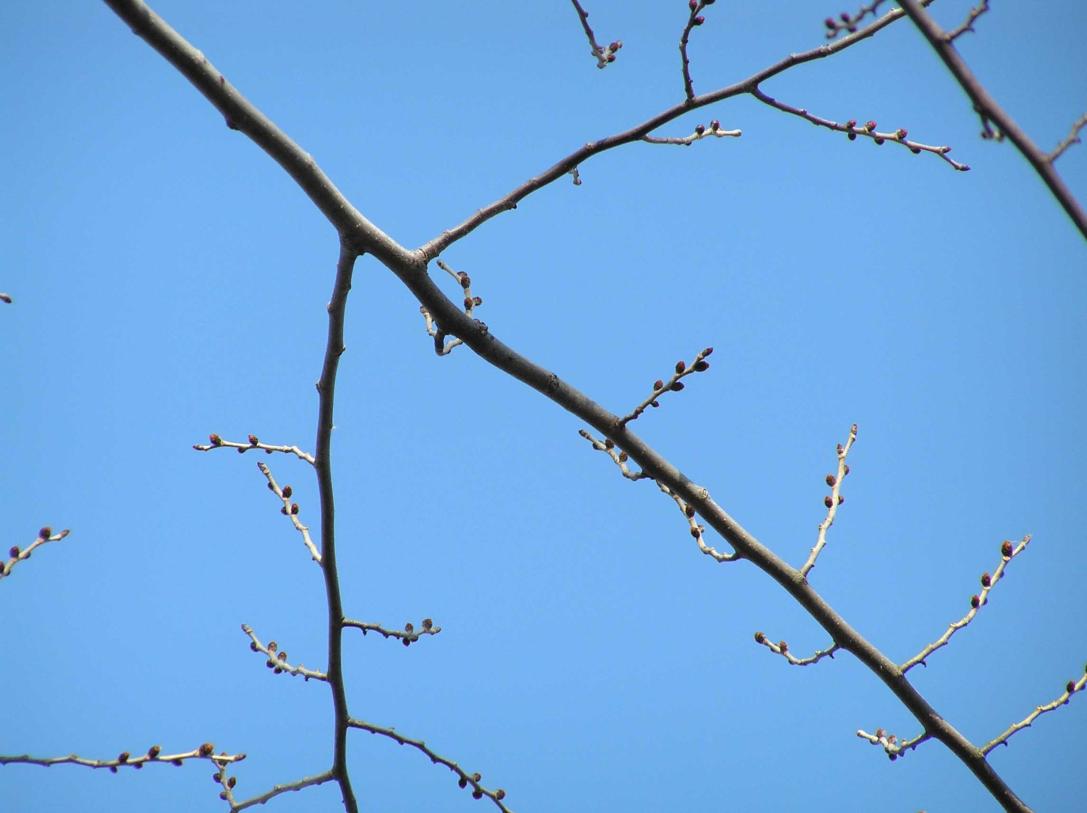 Tree branch