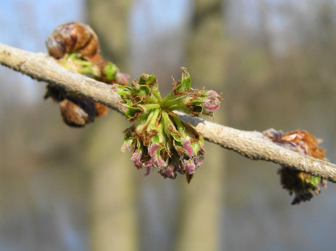 Tree flower
