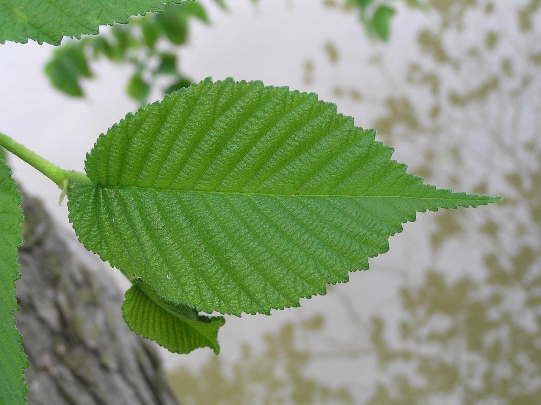 Tree leaves