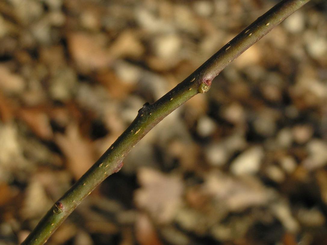 Tree branch