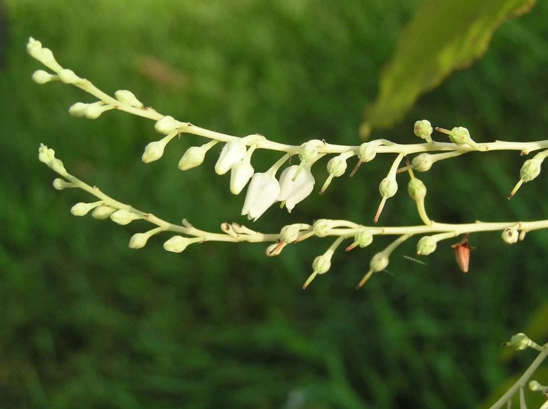Tree flower