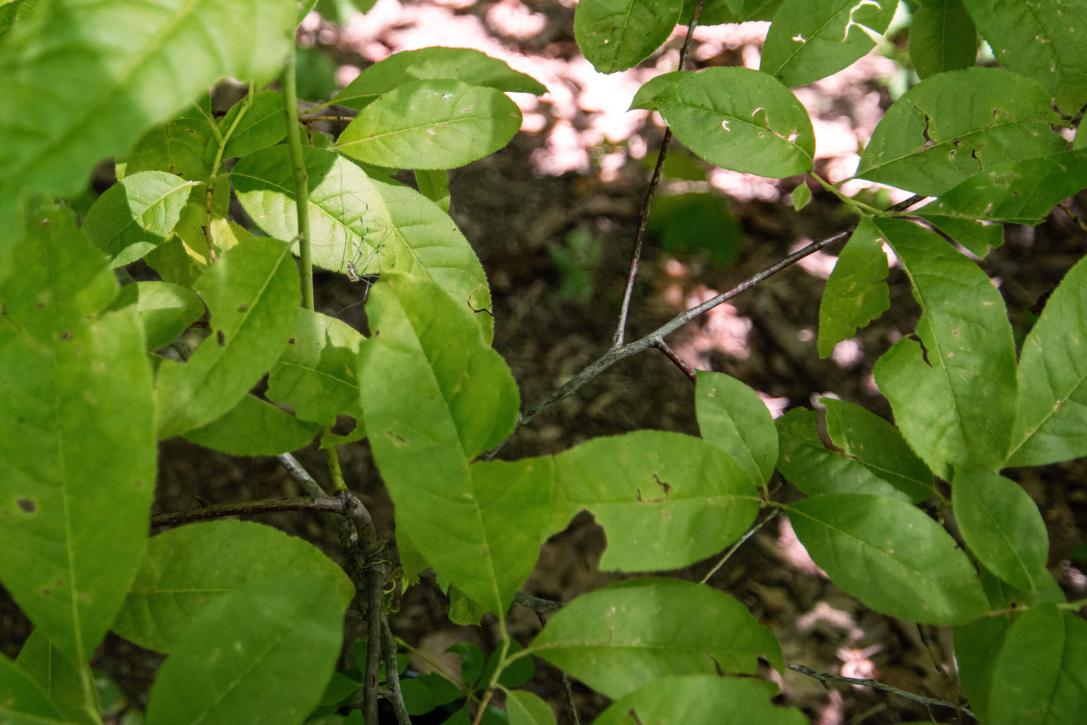 Tree leaves